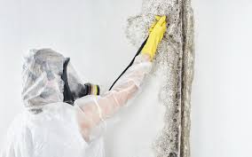 Best Mold Prevention Services  in Champlin, MN